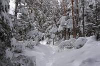  雪の重みで垂れ下がる枝